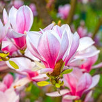 Set of 2 Magnolia Trees Live, 8-12 Inches Tall Cuttings Hardy Fragrant Flowering Magnolia Plants for Outdoor Garden (Saucer Magnolia)