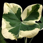 Green White Colocasia Elephant Ear Plants Live 4–7 Inches Tall, Taro Alocasia Tropical Foliage Plants for Outdoor Garden Home Decor