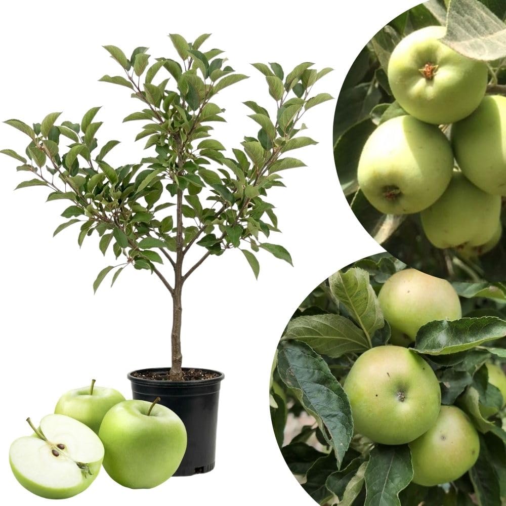Green Apple Tree Live Plant, 2-3 Feet Tall Fruit Tree
