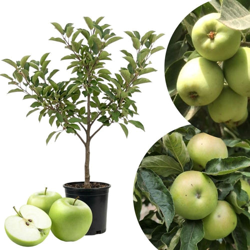Green Apple Tree Live Plant, 2-3 Feet Tall Fruit Tree