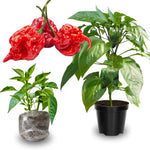Set 2 Carolina Reaper Pepper Plants Live for Outdoor Gardening, Size 5-9 Inches in Tall, Well-Rooted, Hottest Pepper for Planting