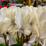 Set of 2 Cyclamen Plants Live, Hardy Cyclamen Plants, Vibrant Blooming Houseplant, 4 Inch Pot for Planting (White)