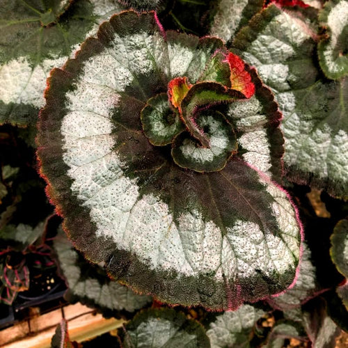 2 Begonia Live Plants Outdoor, Angel Wing Begonia Maculata Plants Live, 5-9" Tall, Ornamental Foliage Houseplant for Home or Office (Silver Green)