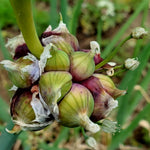Pack of 100 Walking Onion Seeds, Cold Hardy Egyptian Walking Onion Plant Seeds for Planting, Not Bulbs or Bulbils, Heirloom Perennial Onion Vegetable Garden Seeds