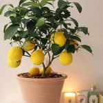 Meyer Lemon Tree Plant Live in 4" Pot, Starter Size 2-4" in Tall, Yellow Lemon Lime Citrus Fragrant for Zones 8-11 Growing
