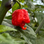 Set 2 Carolina Reaper Pepper Plants Live for Outdoor Gardening, Size 5-9 Inches in Tall, Well-Rooted, Hottest Pepper for Planting