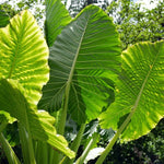 Colocasia Elephant Ears Live Plant, Alocasia Plant, Esculenta Taro Live Houseplant, 5-7 Inc Tall (Jacks Giant)