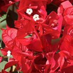 3 Bougainvillea Vine Plants, Bougainvillea Plants Live for Outdoor Landscaping and Containers, 4-7 Inch Tall Well-Rooted, No Pot (Red Bougainvillea)