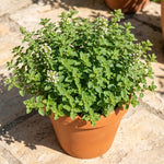 2 Oregano Plants Live 4-7 Inches Tall, Fragrant Herb for Garden, Patio Pots, Indoor and Outdoor Use