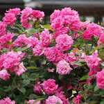 Climbing Rose Live Plant Well Rooted, No Leaf, Ready to Plant Indoor Outdoor, Climber Rose Bush, Hybrid Tea Rose Like, Very Fragrant, Long Bloomer (Pink - Deep Pink)