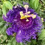 Pack 2 Passion Flower Plants, Dark Purple Passiflora Vine Flowering Plant 4-7 Inch Tall, Indoor Outdoor Planting
