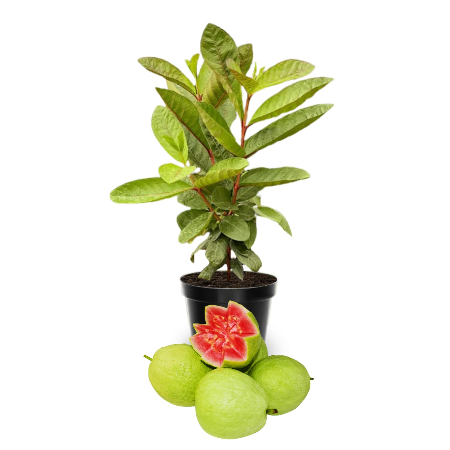 Pink Guava Tree Live Plant, 5 to 7 Inc Tall, Pink Guava Plant Live for Planting, Zone 9 to 11