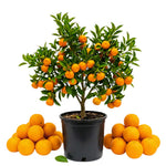 Orange Tree Live Plant, Late Season Orange Tree, Well Rooted, 1-2 Feet Tall, Sweet Citrus Trees for Containers, Pot and Outdoor Garden
