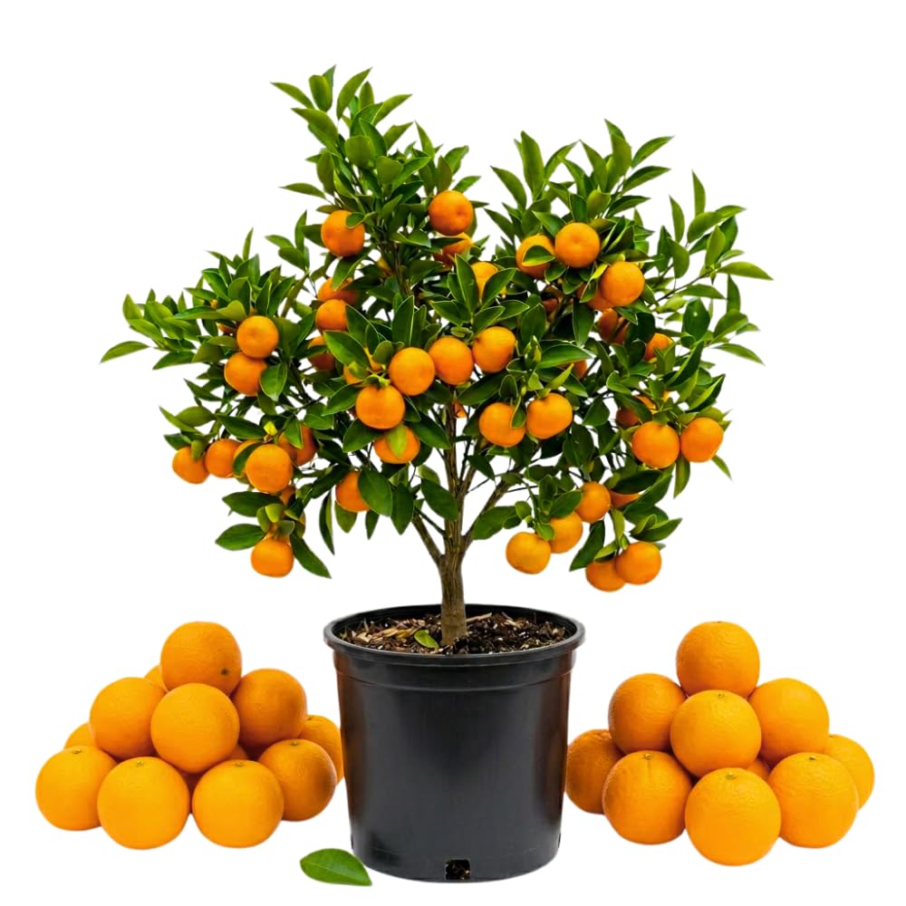 Orange Tree Live Plant, Late Season Orange Tree, Well Rooted, 1-2 Feet Tall, Sweet Citrus Trees for Containers, Pot and Outdoor Garden