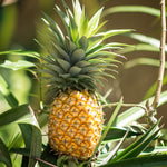 Pineapple Plant, Gold Pineapple Plants Live, Well Rooted from 4 to 6 Inches Tall, Tropical Sweet Fruit Seedling for Outdoor Gardening