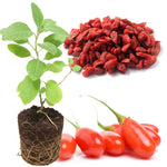 Goji Berry Plant Live, Goji Berries Tree Bush Size 3-6" Tall No Pot, Cold Hardy Fruit Plant for Home Garden, No CA