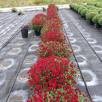 2 Chrysanthemum Plants Live, Mums Plants Live, Chrysanthemum Flowers Perennials Plant - Red