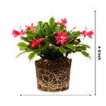 Christmas Cactus Plants Live, Flowering Thanksgiving Cactus with Vibrant Blooms, 4-7'' Tall, Easy-Care Indoor Houseplant (Red Blooms)