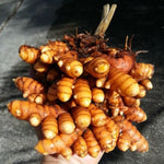 2 Ginger Curcuma Turmeric Plants Live 4-6 Inch Tall, Ginger Plant Live for Planting