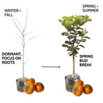 American Persimmon Trees Live Plants, High Yield Variety in Quart Pot Seedlings, 6 to 14 Inc Tall, Cold Hardy