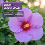 Set of 7 Purple Hibiscus Cuttings, Hibiscus Flowers Plants, Tropical Flower Plant for Outdoor Gardening