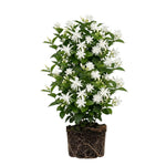 Belle of India Jasmine Live Plant –Arabian Jasmine White Flower Vine, Fragrant Indoor & Outdoor 4-6” Tall Decorative Plant, Sweet Fragrance