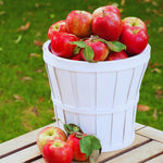 Honey Crisp Apple Tree Plant Live, Sweet Fruit Plant, 6-10 Inch Tall