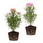 Pack of 2 Mix Oleander Plant Live, Multicolor Oleander Live Plant, 5 to 7 Inches Tall, Flowering Ornamental Shrub, Easy Care Outdoor Plant