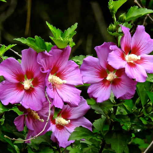 1 Pink Althea Rose of Sharon Tree Live Plant 6-12 Inch Height, Pink Hibiscus Plant Live Bareroot, Hibiscus Syriacus Flowers