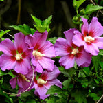 1 Rose of Sharon Plant Live, in Pot, Althea Hibiscus Syriacus Flowers 6 to 14 Inch Tall (Pink Rose of Sharon)