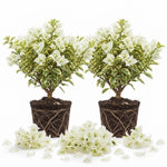 2 White Bougainvillea Live Plants, Hanging Basket Vine, 4-8 Inch Tall