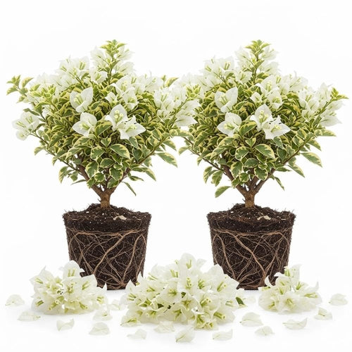 2 White Bougainvillea Live Plants, Hanging Basket Vine, 4-8 Inch Tall