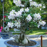 Adenium Desert Rose Plant Live, Desert Rose Live Plant, Succulent Plants from 4 to 7 Inch Long, Gardening Indoor Outdoor (White)