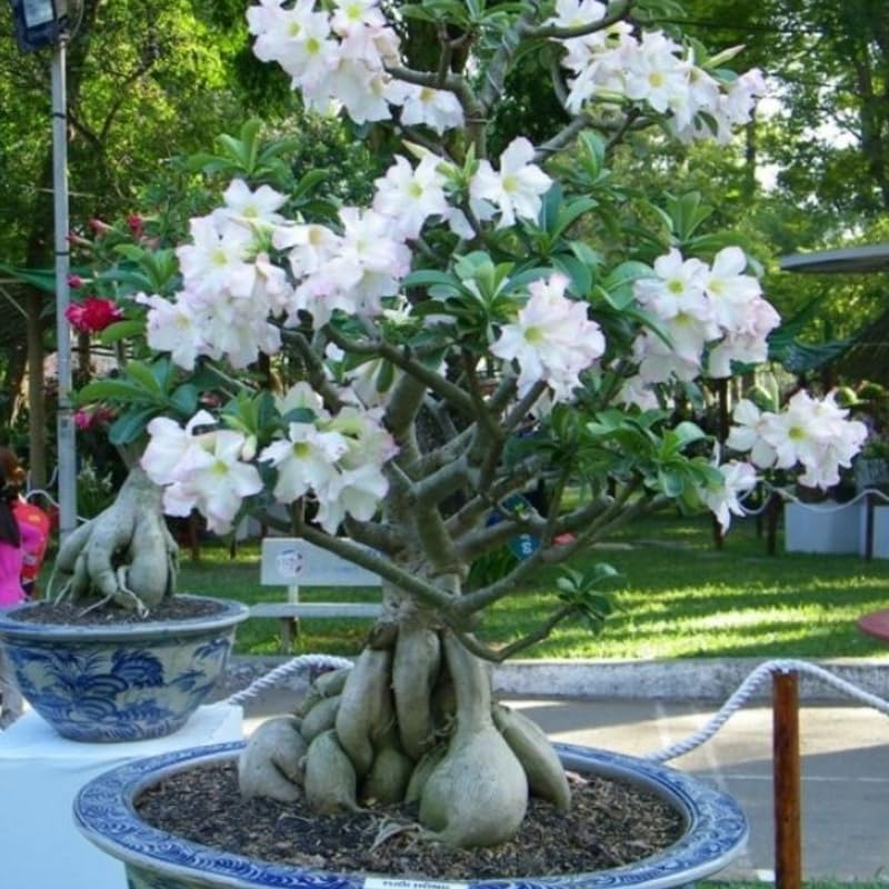 Adenium Desert Rose Plant Live, Desert Rose Live Plant, Succulent Plants from 4 to 7 Inch Long, Gardening Indoor Outdoor (White)