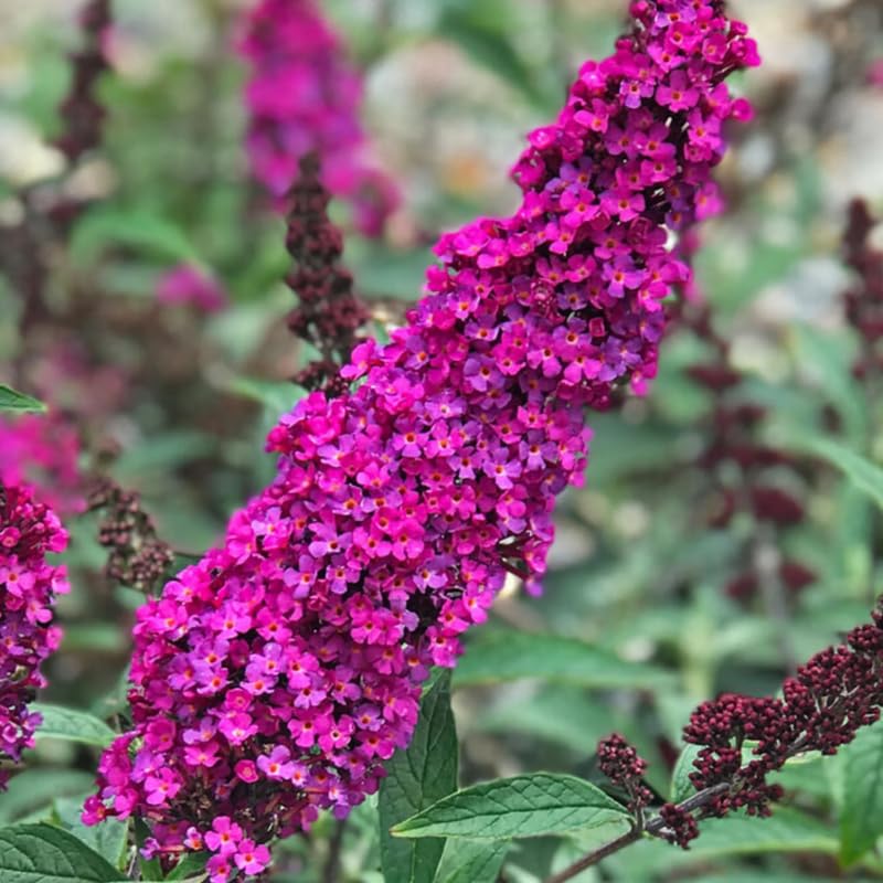 Pack 2 Butterfly Bushes Live Plant, Fragrant Buddleia Bush Shrub, 4 to 9 Inch Tall (Red Pink Blooms)