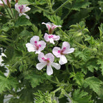 2 Pink Scented Geranium Plants Live 4–7 Inches Tall, Fragrant Flowering Geranium Herb Plant, Indoor Outdoor Container Plant for Garden