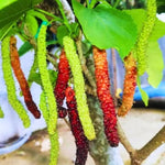2 Pakistan Mulberry Plants Live for Growing, 6-8 Inch Height, Pakistan Mulberry Fruits Tree, Long Mulberries Tree Home Garden