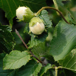 Hazelnut Tree Bare Root - 1-2 Ft Tall Live Hazelnut Plant