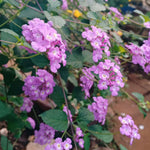 Purple Lantana Plants Live for Outdoor Planting, No Pot, 5-9 Inches Tall, Vibrant Color