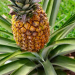 3 Gold Pineapple Plants Live for Growing 5 to 8 Inch Height, Sweet Pineapple Fruit Tree Live Plant Home Garden