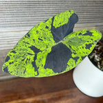 Colocasia Elephant Ears Live Plant, Alocasia Plant, Esculenta Taro Live Houseplant, 5-7 Inc Tall (Green Black Leaf)
