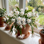 White Easter Cactus Plant Live 4-6 Inches, Vibrant Spring Bloomer for Indoor Decor, Patio Pots, Ready to Grow