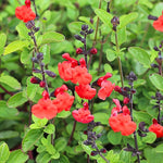 3 Sage Salvia Plants Live, Perennial Flowering Bushes, Blooms, 4-8 Inch Tall