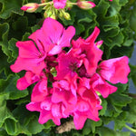 2 Pink Geranium Plants Live, Geraniums Live Plants, Colorful Flowering Plants for Garden, Patio, or Hanging Baskets, 5-9" Tall, No Pot