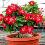 Desert Rose Plant Live, Adenium Desert Rose Plant Live, Perennial Flower Plants, 4-7 Inch Tall (Red)
