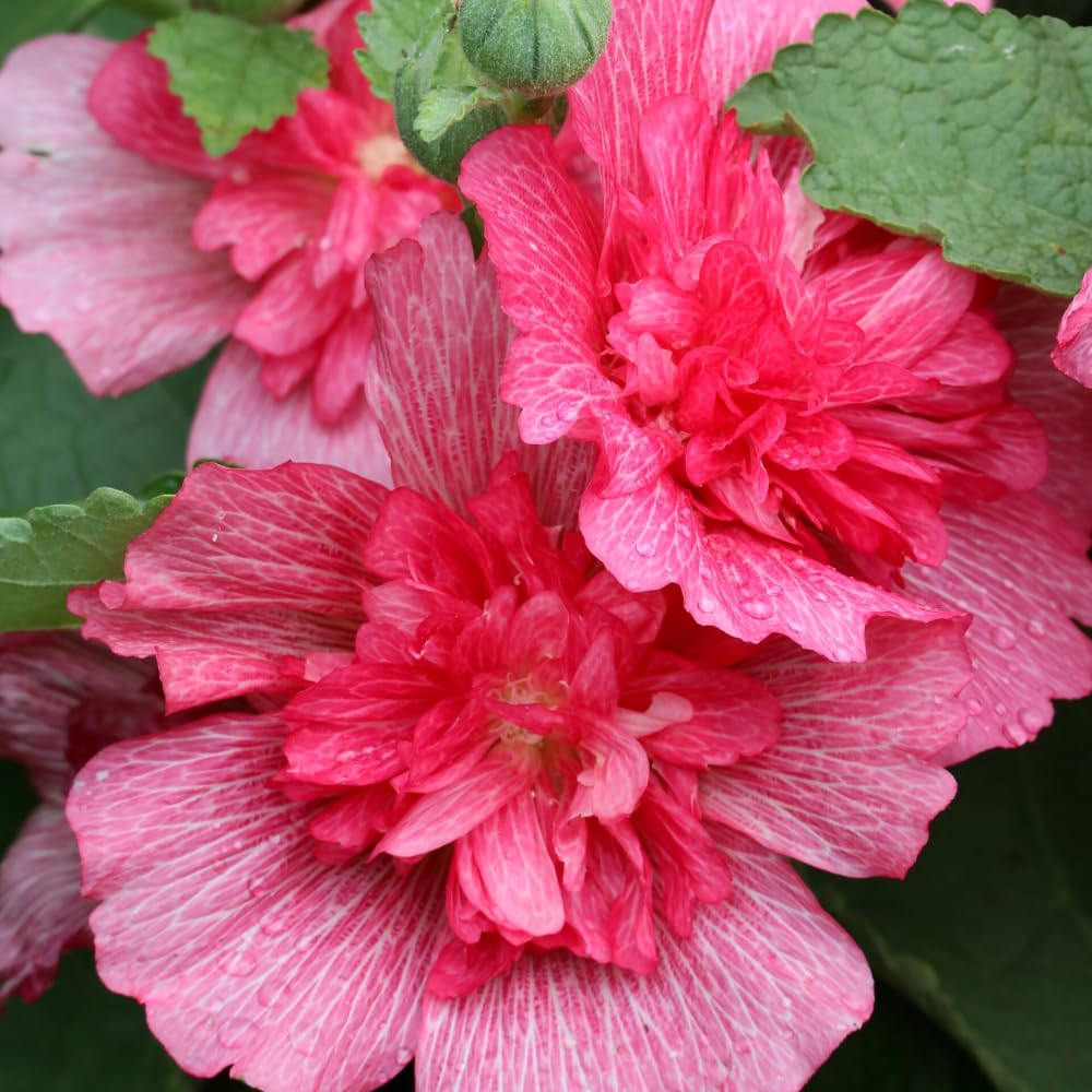 Althea Rose of Sharon Bush Live Plants 6-14 Inc Tall, Purple Hibiscus Plant Live, in Pot, Fragrant Rose of Sharon Plant Outdoor (Red)