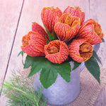 3 Orange Abutilon Plants Live, Orange Lantern Abutilon Live Plant 4 to 6 Inch Tall, Abutilon Flowering Live Plant