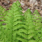 Pack of 20 Fern Bare Roots, Live Lady Fern Plants, 3 to 6 Inches Long, Fern Tree Live Plant for Garden, Fern Live Plants Outdoor Indoor, Live Fern Plants
