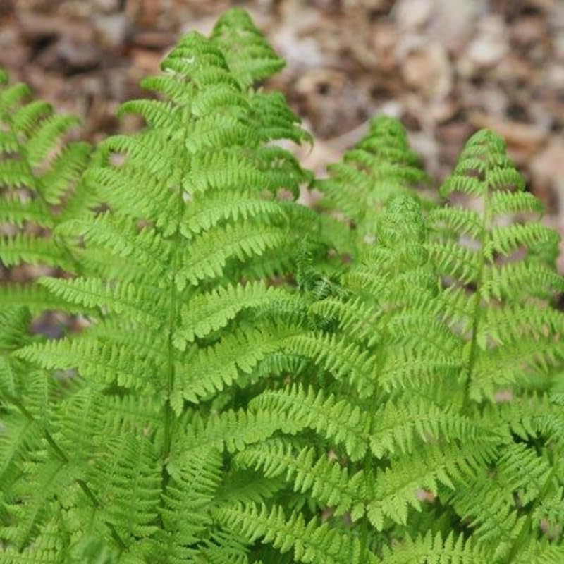 Pack of 10 Fern Bare Roots, Live Lady Fern Plants, 3 to 6 Inches Long, Fern Tree Live Plant for Garden, Fern Live Plants Outdoor Indoor, Live Fern Plants
