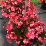 2 Live Begonia Angel Wing Maculata Set, Size 5-9 Inch Tall, Rose Bronze Leaf Polka Dot Begonia Plants, Indoor Outdoor Decorative Houseplants